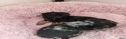 Jackapoo dogs for sale: F1b jackapoo puppies - Advert 28
