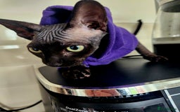 Sphynx cats for sale: 6 Lovely Canadian Sphynx kittens - Image 30