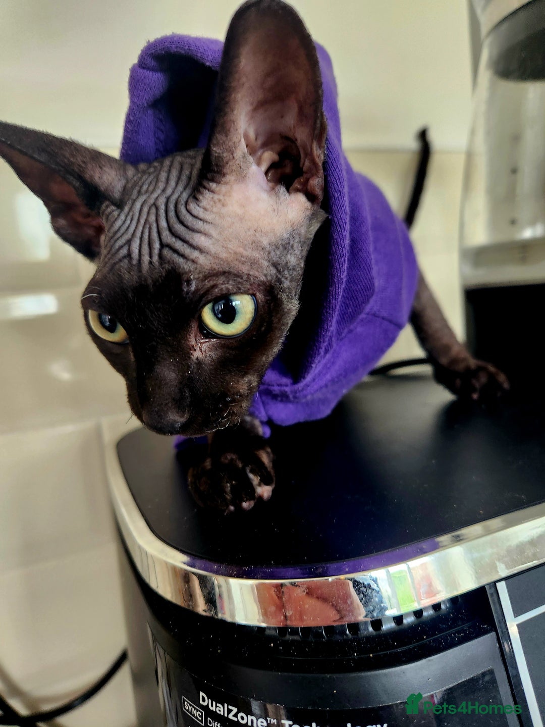 Sphynx cats for sale: 6 Lovely Canadian Sphynx kittens - Image 30