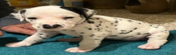 Dalmatian dogs for sale: Dalmatian Puppies - Advert 3