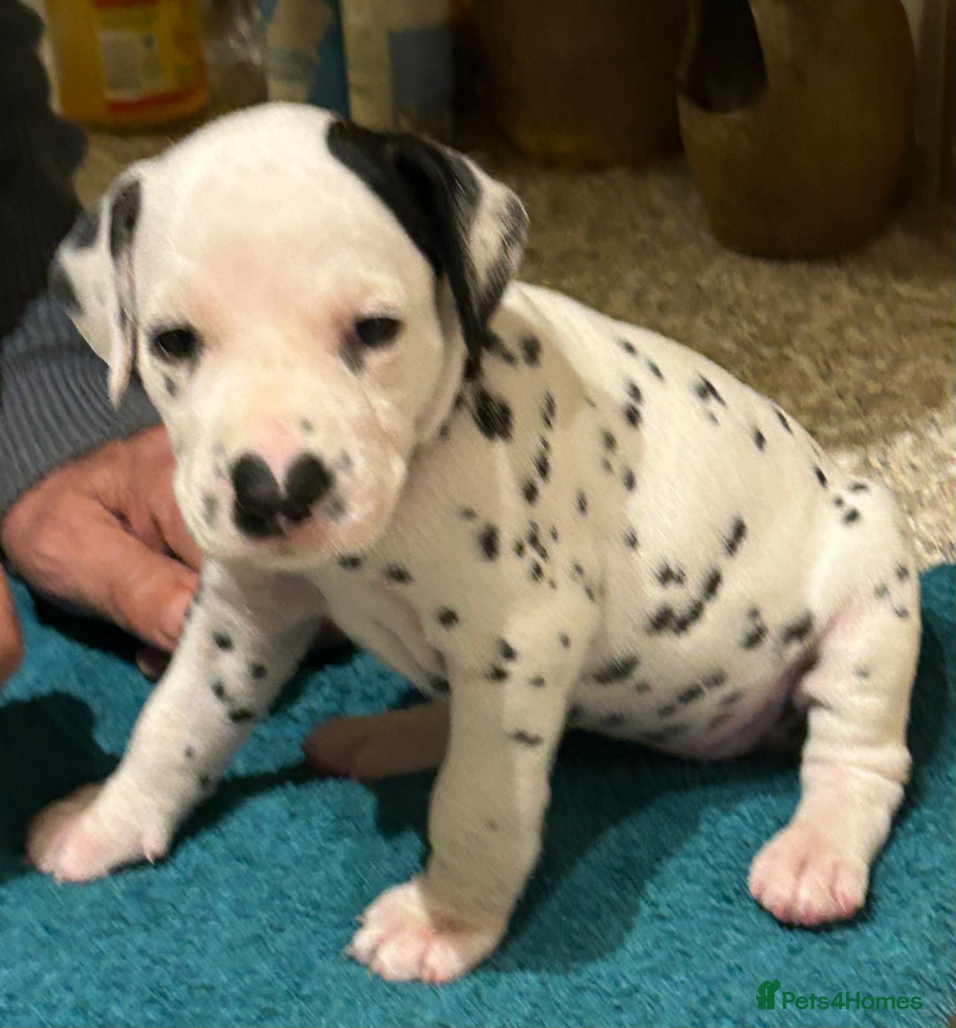 Dalmatian dogs for sale: Dalmatian Puppies - Advert 3