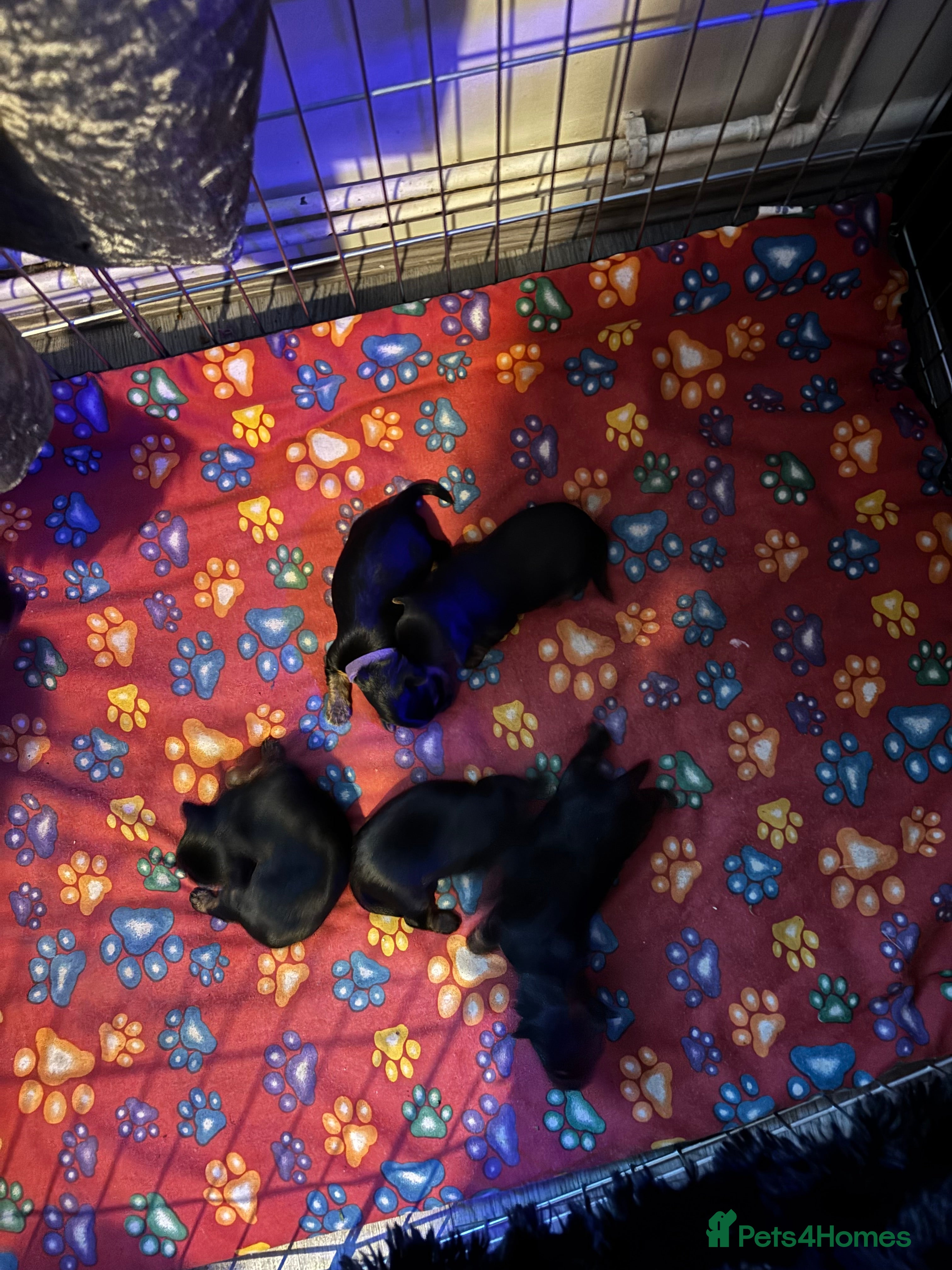 Yorkshire Terrier dogs ‼️ Litter of 5 Yorkies ‼️ - Advert 2