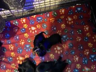 Yorkshire Terrier dogs ‼️ Litter of 5 Yorkies ‼️ - Advert 2