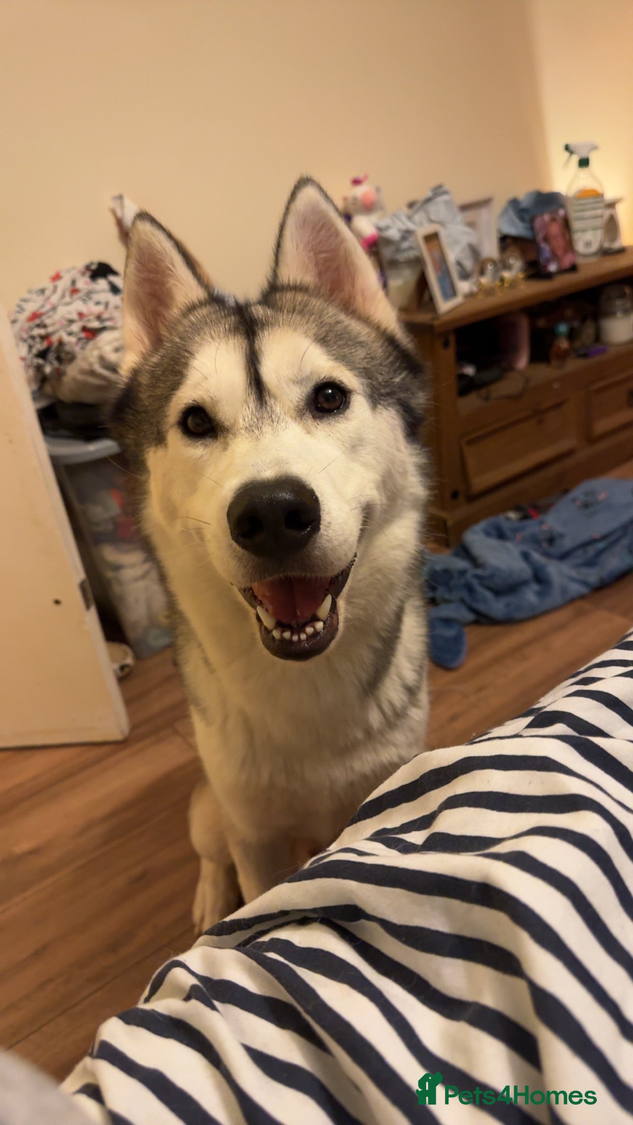 Siberian Husky dogs Look to Stud - Advert 2