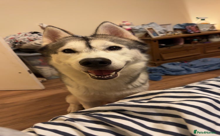 Siberian Husky dogs - Advert 1