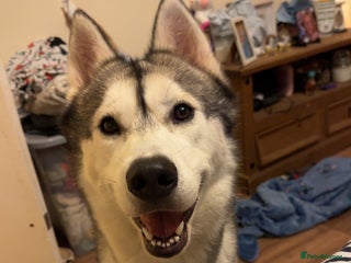 Siberian Husky dogs - Advert 12