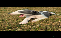 Whippet dogs for sale: Whippet puppies  - Image 6