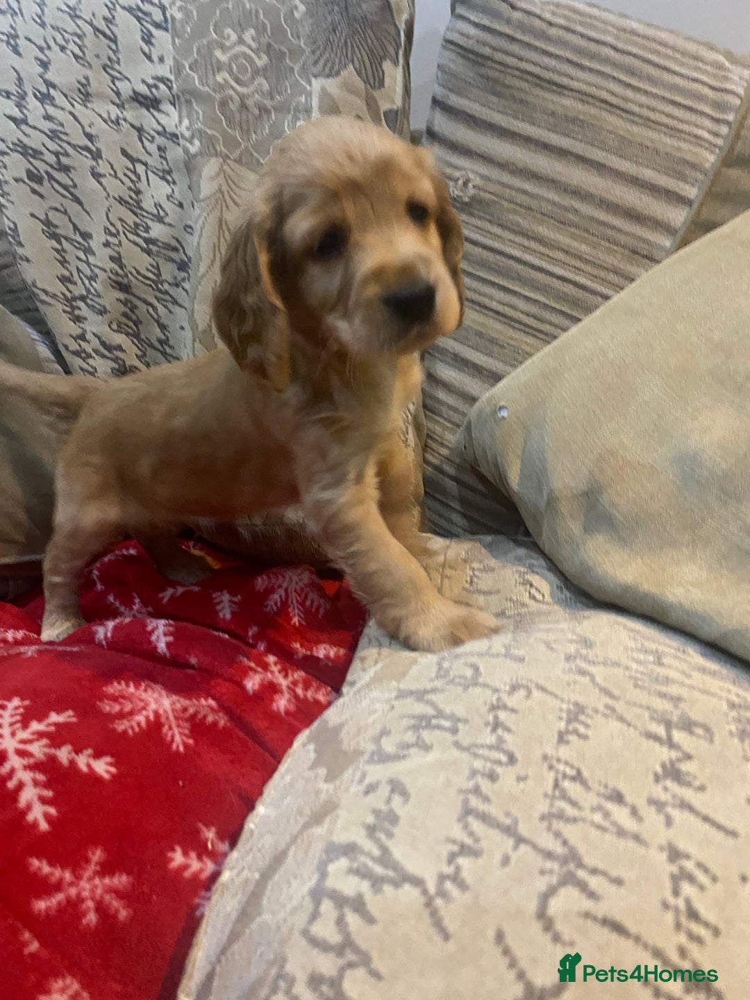 Cocker Spaniel dogs for sale: 9 beautiful full cocker spaniel pups - Advert 4