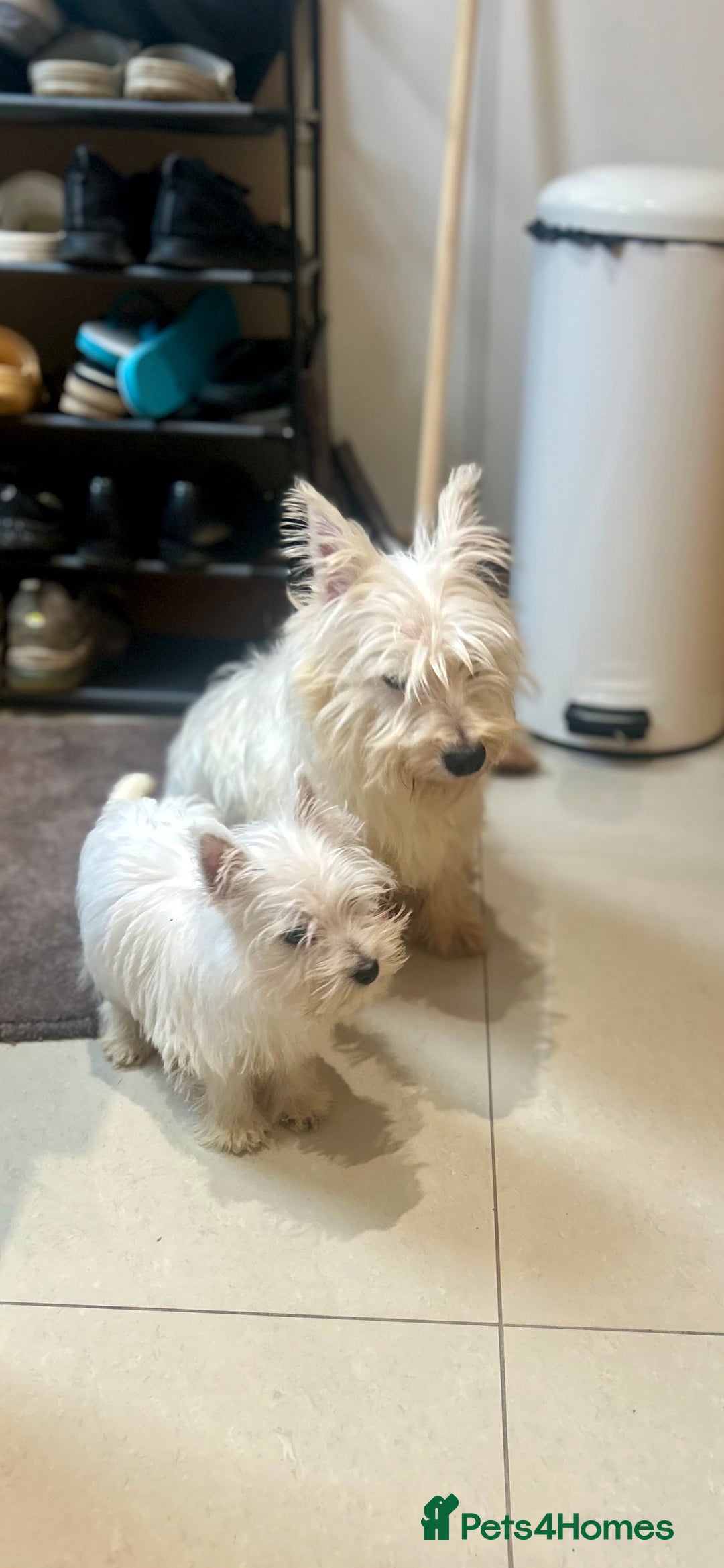 West Highland Terrier dogs for sale: 🐾💙Very Handsome Westie Boy Ready Now 💙🐾 - Advert 13
