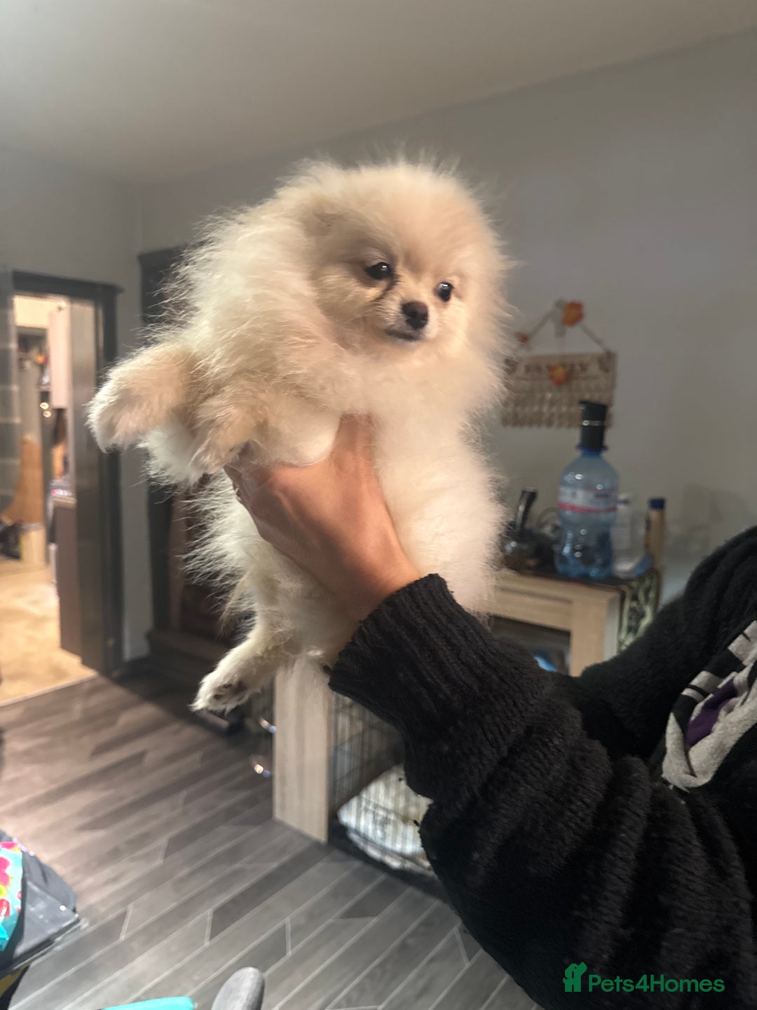 Pomeranian dogs for sale: Pomeranian  - Advert 8