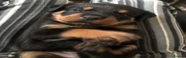 Rottweiler 4