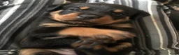 Rottweiler dogs for sale: Rottweiler puppies ready on the 16th of October - Advert 4
