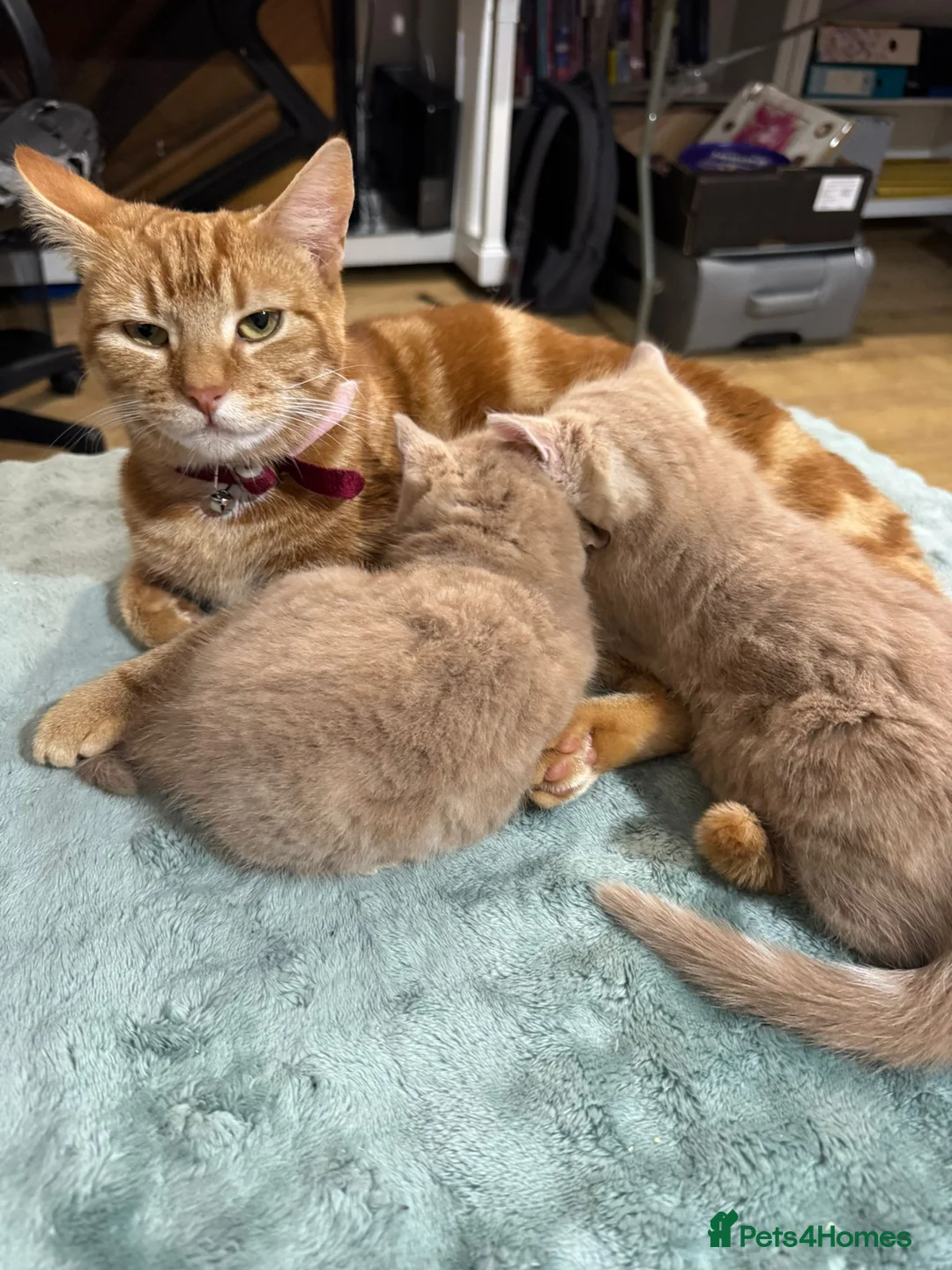 Domestic Shorthair cats for sale: 2 adorable mink ragdoll cross girls - Advert 8