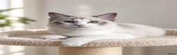 Ragdoll cats for sale: 🐾 Beautiful Ragdoll Kittens for Sale 🐾 - Advert 4