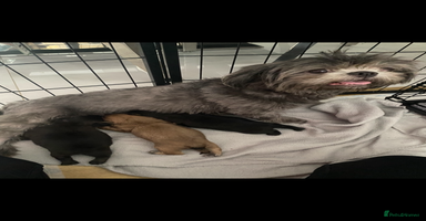 Shih Tzu dogs 3x Beautiful Pedigree Imperial Shih Tzu Girls - Advert 11