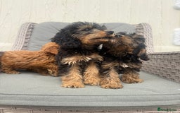 Cockapoo dogs for sale: F1 pra clear Cockapoos (council licensed breeder) - Image 5