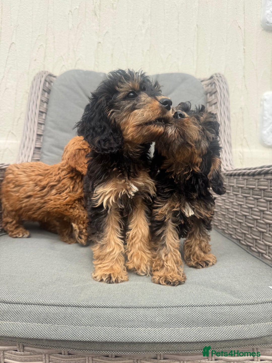 Cockapoo dogs for sale: F1 pra clear Cockapoos (council licensed breeder) - Image 5