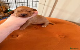 Cocker Spaniel dogs for sale: ⭐️🐶 KC REG- Red working cocker spaniel pups🐶⭐️ - Image 5