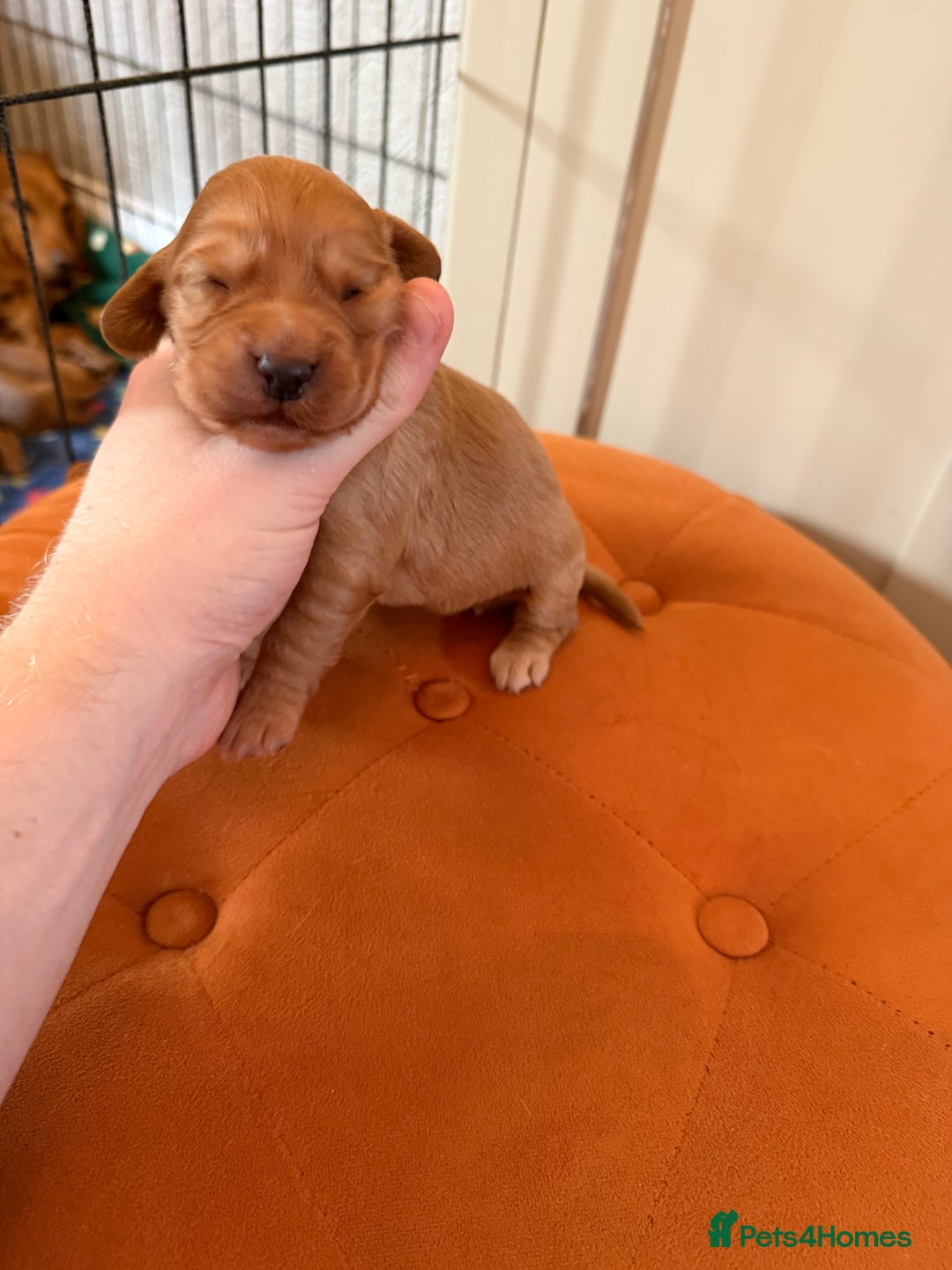 Cocker Spaniel dogs for sale: ⭐️🐶 KC REG- Red working cocker spaniel pups🐶⭐️ - Image 5