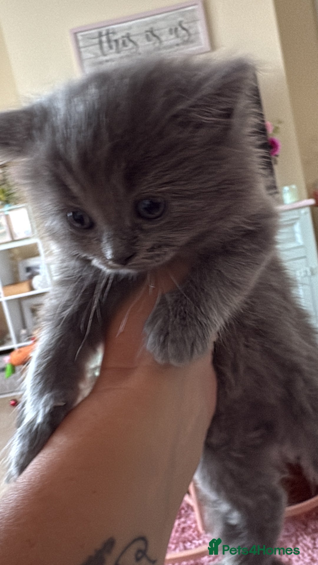 British Shorthair cats for sale: 1 Gorgeous Black kitten Remaining - Image 2