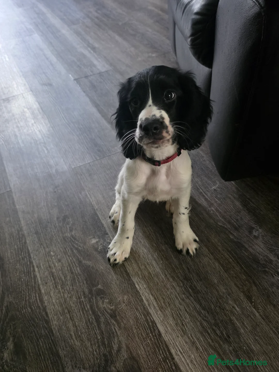 Sprocker dogs for sale: 5 beautiful girls and 2 beautiful males - Advert 1