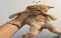 Scottish Fold cats for sale: Scottish fold X kittens for sale - Image 4