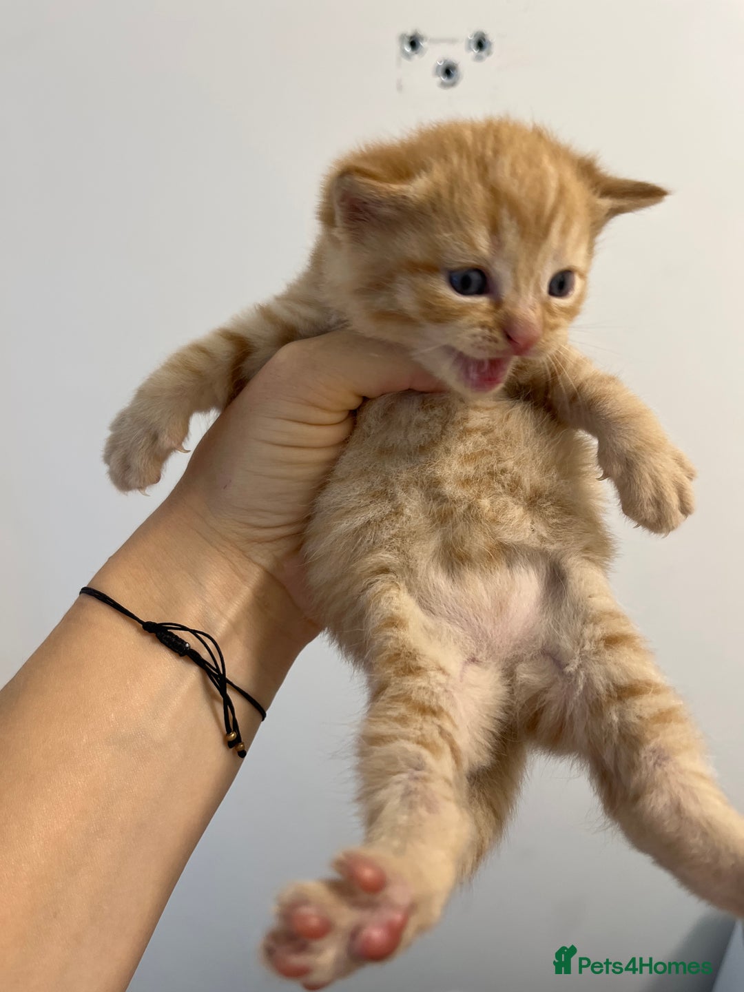 Scottish Fold cats for sale: Scottish fold X kittens for sale - Image 4