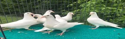 Pigeons birds for sale: White racing Pigeons ,long distance (Debar) - Advert 3