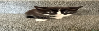 Ragdoll 2