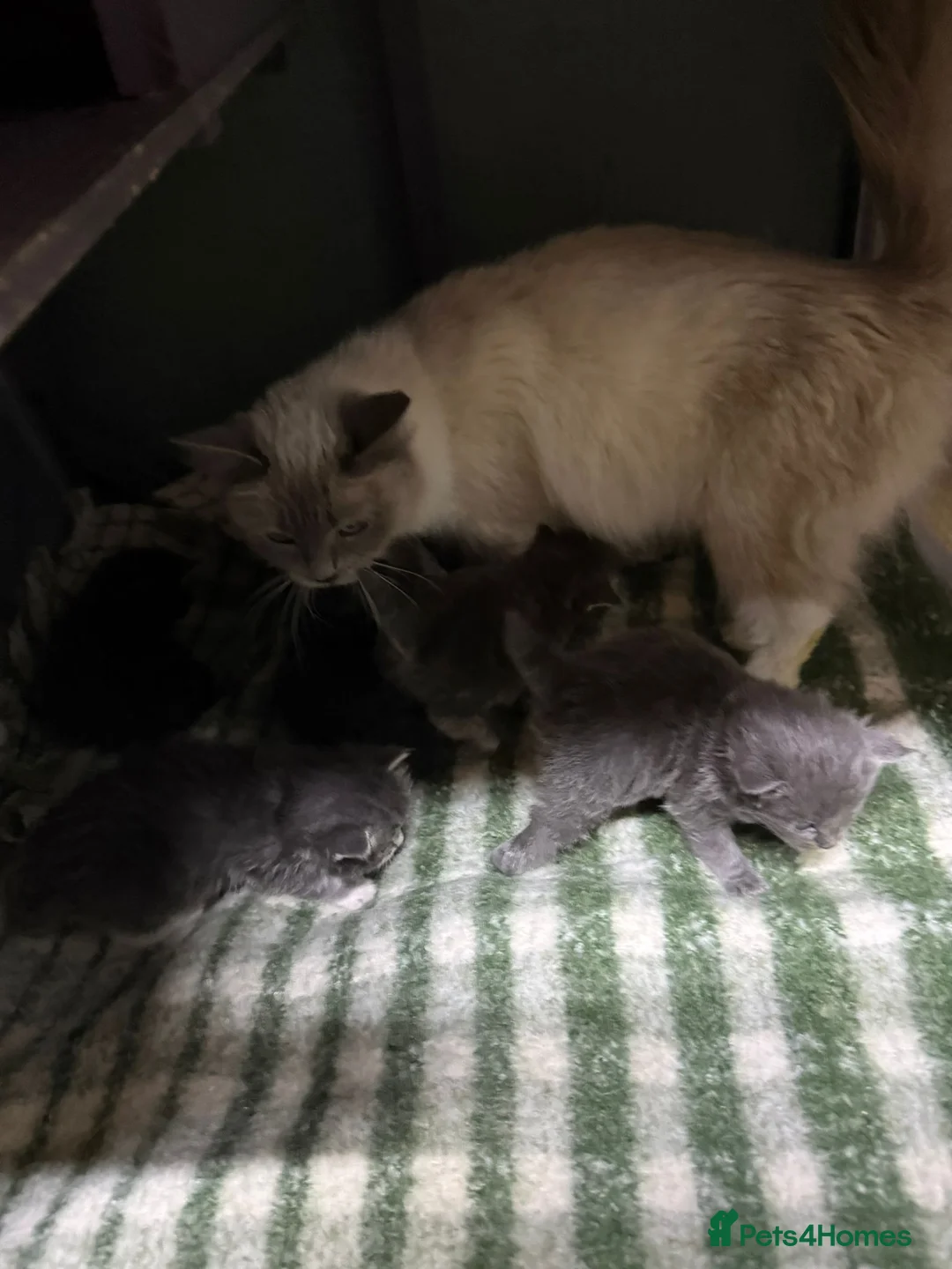 Maine Coon cats for sale: Mainecoons  - Advert 2