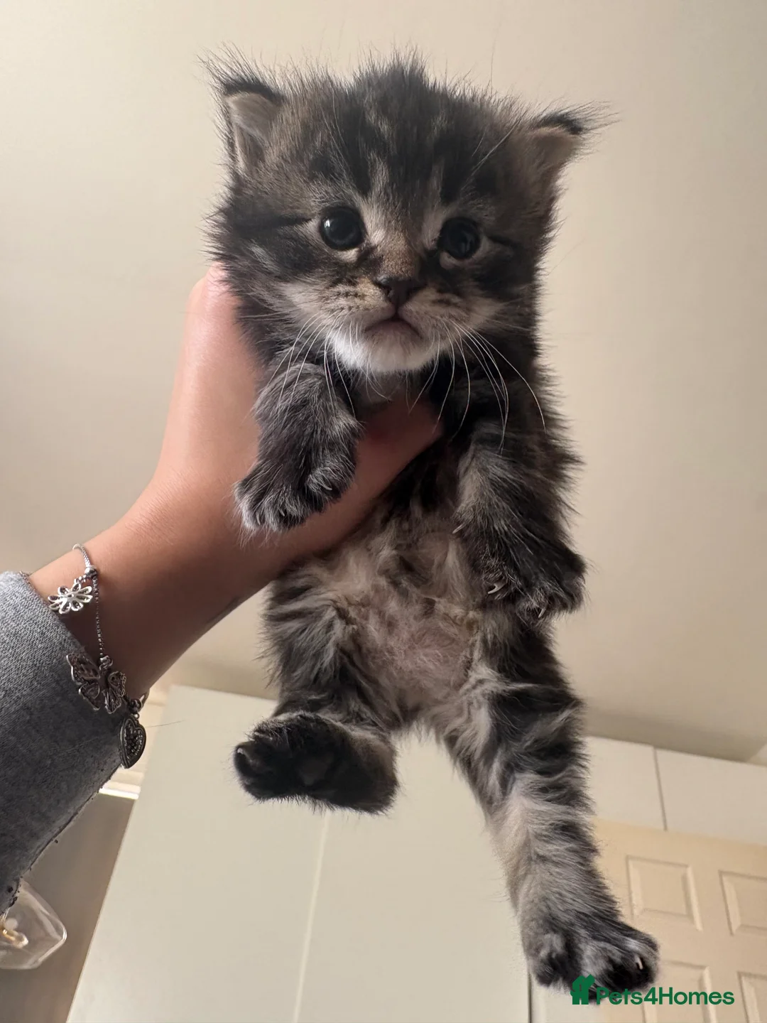 Scottish Fold cats for sale: 🐱💗💝 Ready to go on the 14th of February 💝 💗🐱 - Advert 8