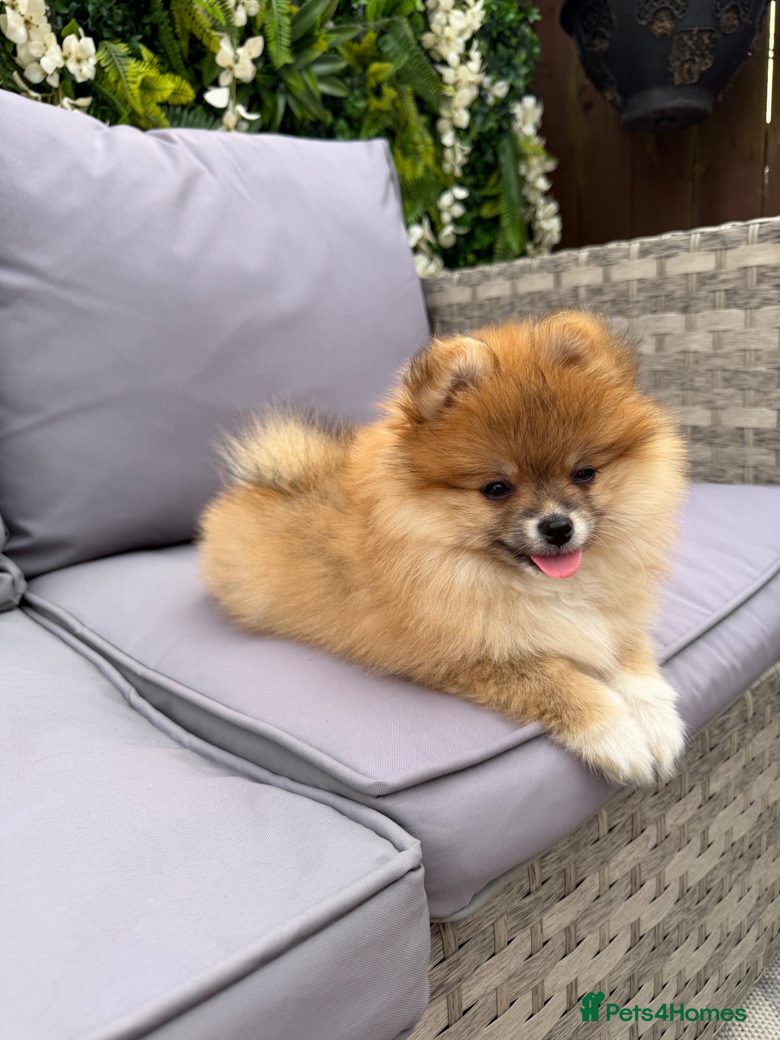 Pomeranian dogs 🧡 KC ORANGE SABLE POMERANIAN GIRL 🧡 - Advert 7