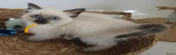 Ragdoll cats for sale: GCCF REGISTERED PEDIGREE RAGDOLL KITTENS  - Advert 5