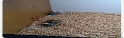 Hermann Tortoise reptiles for sale: Hermann hatchlings - from July 2026 - Advert 3