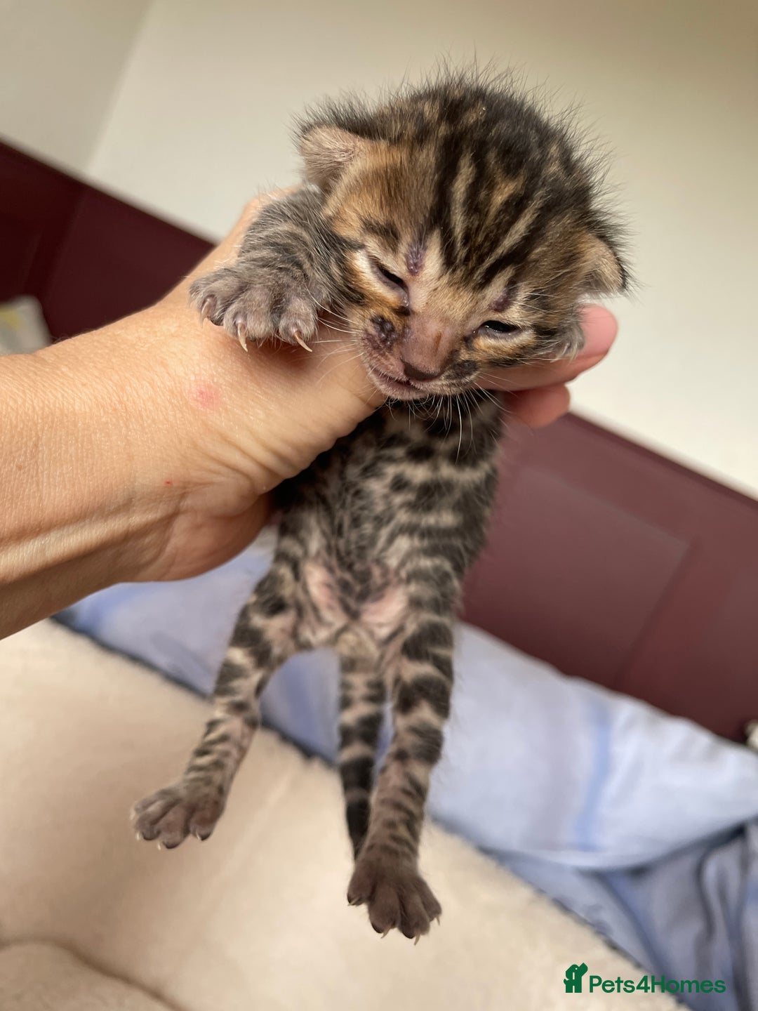 Bengal cats for sale: Bengal kittens for sale-Stunning 3-color Rosettes  - Image 19