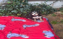 Cocker Spaniel dogs for sale: 4 stunning girl show cocker spaniels - Image 13