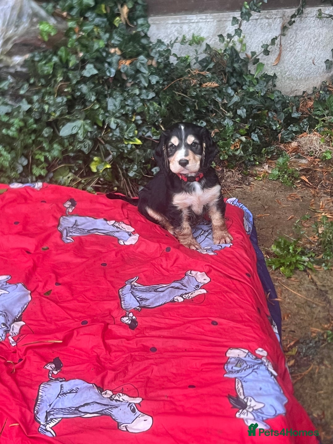 Cocker Spaniel dogs for sale: 4 stunning girl show cocker spaniels - Image 13