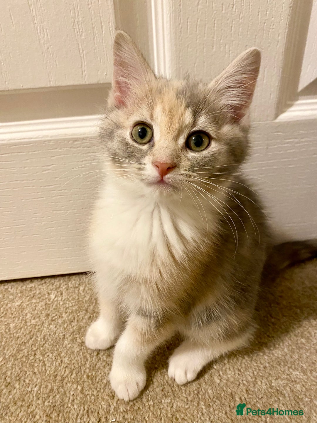 Domestic Shorthair cats for sale: Domestic Shorthair X Ragdoll Cross - Advert 12