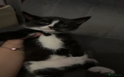 Mixed Breed cats for sale: 4 beautiful girls - Image 9