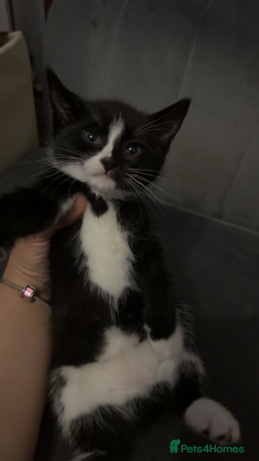 Mixed Breed cats for sale: 4 beautiful girls - Image 9