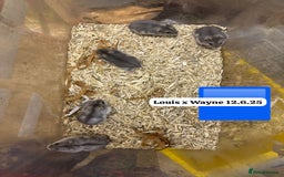 Hamster rodents for sale: Beautiful baby hamsters. Syrian and Russian Dwarf - Image 25