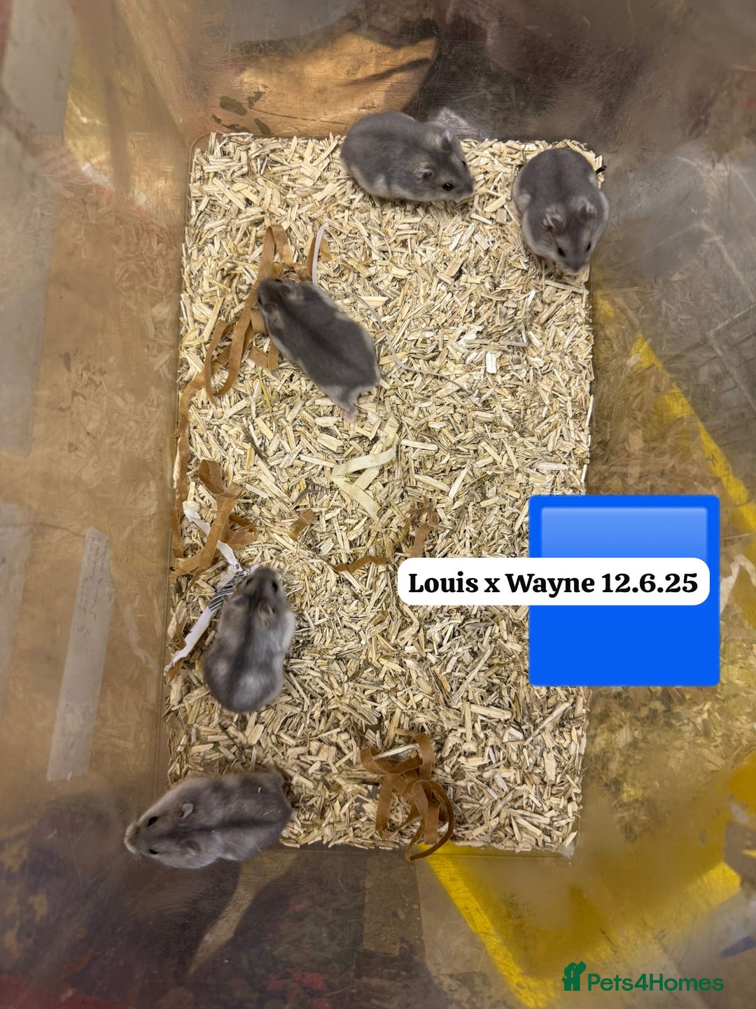 Hamster rodents for sale: Beautiful baby hamsters. Syrian and Russian Dwarf - Image 25