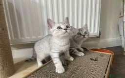 British Shorthair cats for sale: Silver spotted British Shorthair kittens  - Image 23