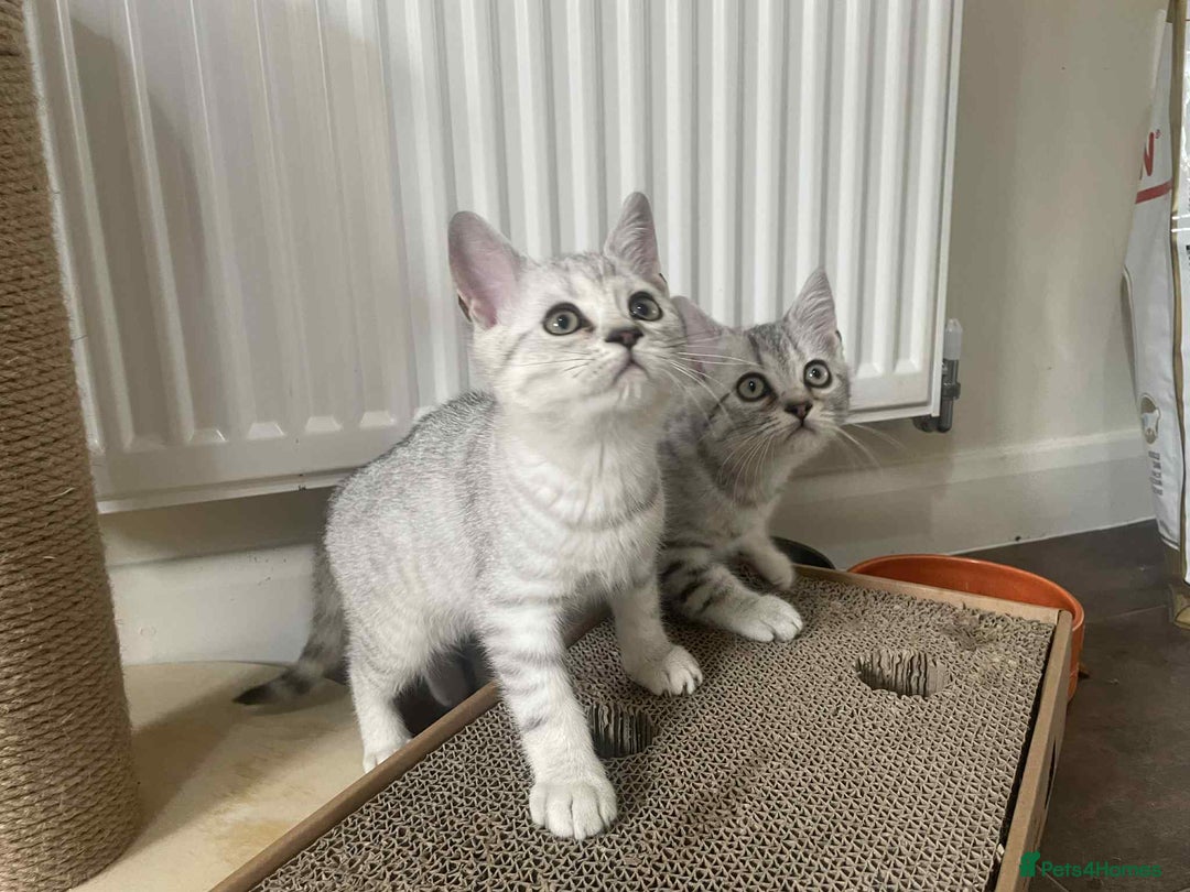 British Shorthair cats for sale: Silver spotted British Shorthair kittens  - Image 23