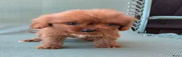 Cavapoo dogs for sale: Beautiful f1b cavapoo puppies  - Advert 3