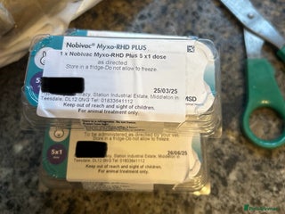 French Lop rabbits Nobivac rhd plus vaccines - Advert 1