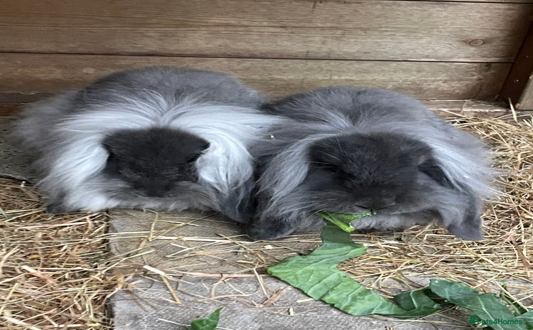 Mini Lion Lop rabbits - Advert 13