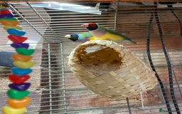 Finches birds for sale: Gouldian and Star Finches for sale  - Image 1