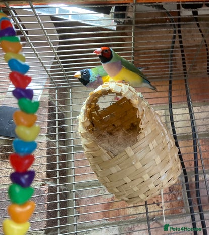 Finches birds - Advert 2
