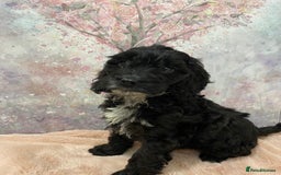 Cockapoo dogs for sale: 🐶*READY NOW*🐶  Stunning show type F1 Cockapoos  - Image 8